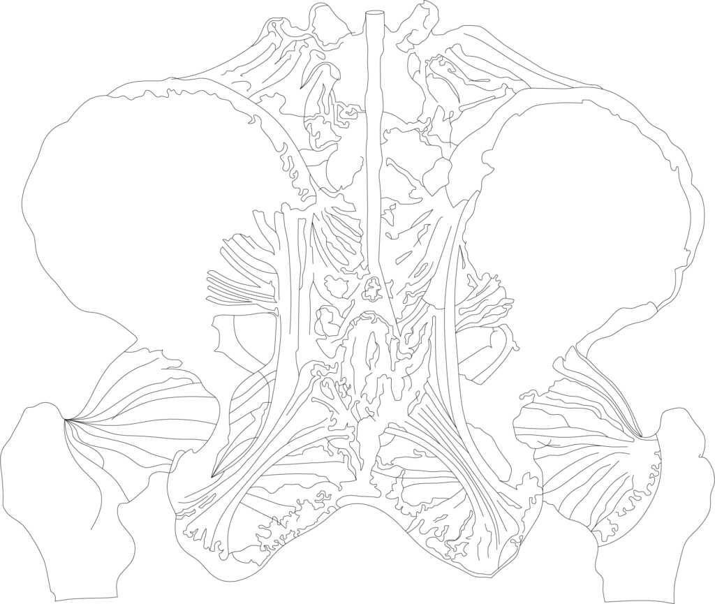 Function of organs